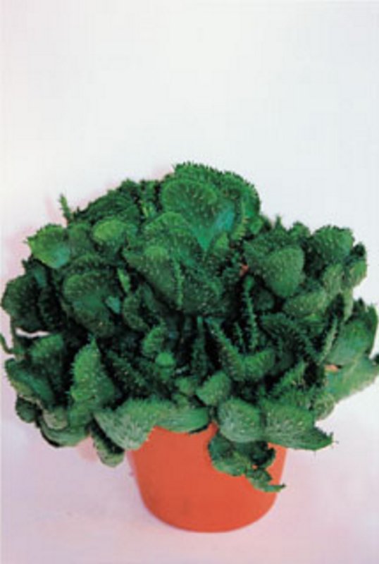 Euphorbia Pugniformis Crestata.jpg